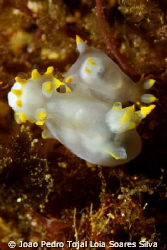 Pair of Polycera faeroensis mating.

Shot using Canon E... by Joao Pedro Tojal Loia Soares Silva 